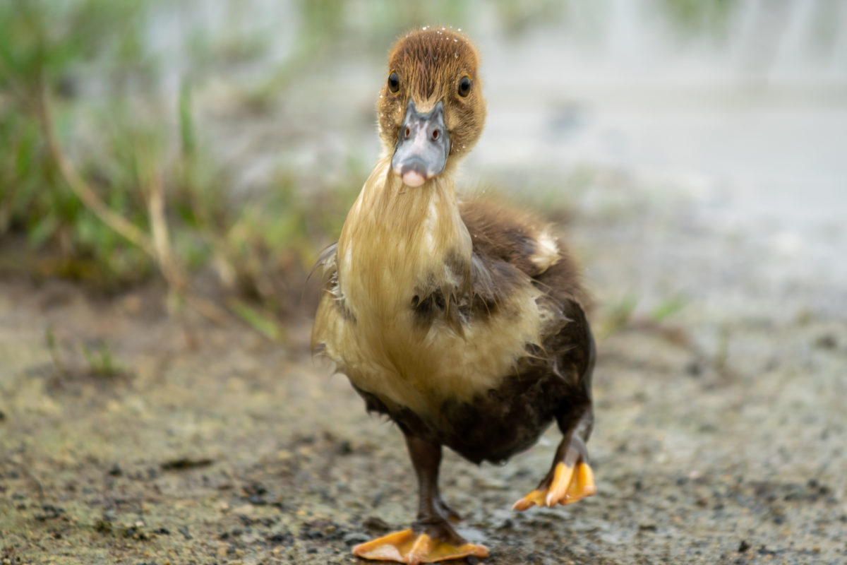 Pet Duck Hailed Hero After It Led Deputies To Discover Body Of Missing North Carolina Woman