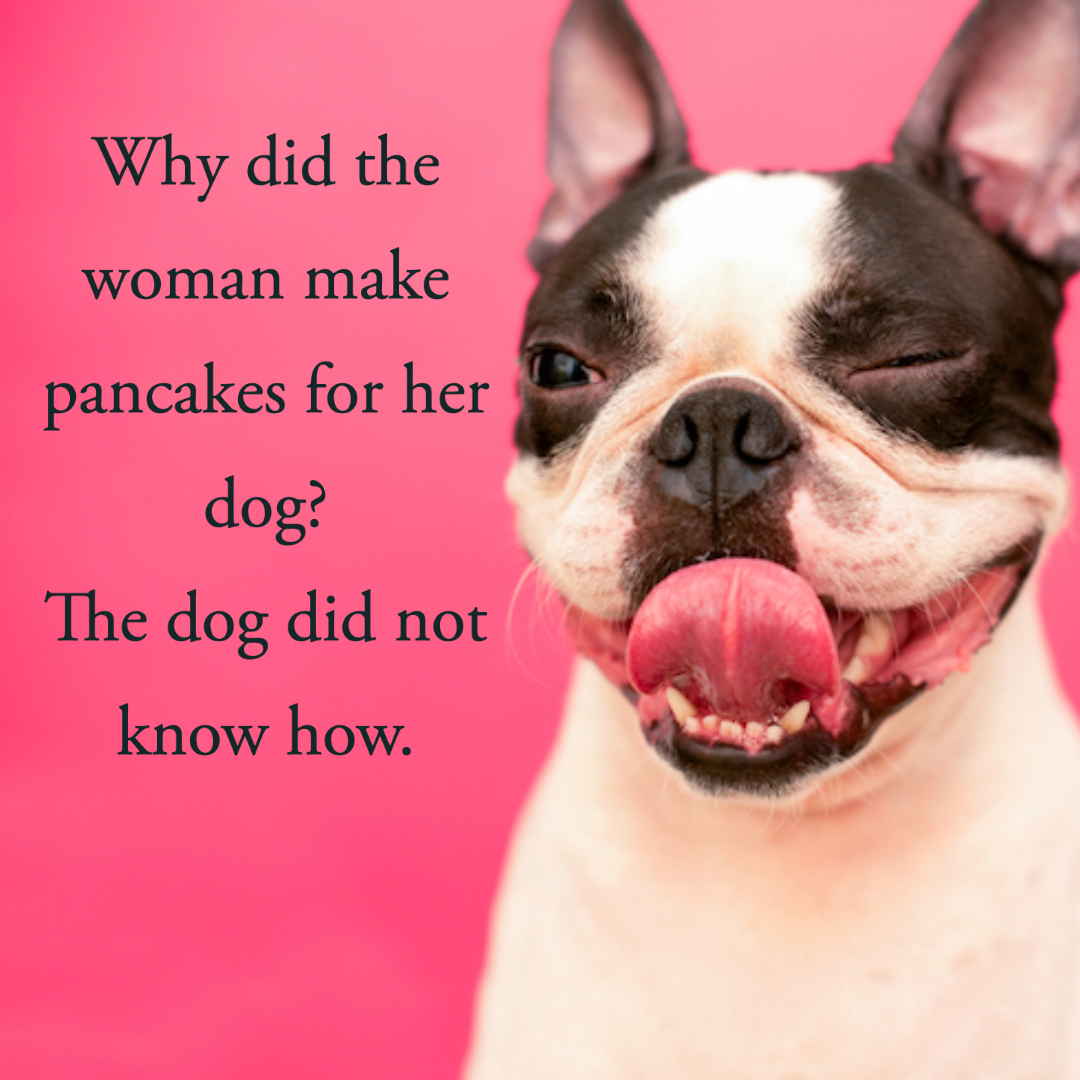 60 Best Dog Jokes