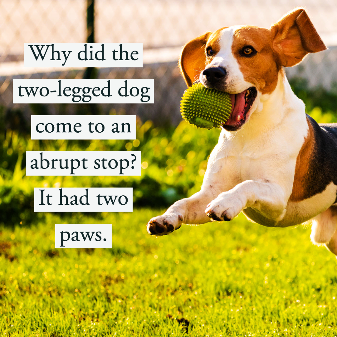 60 Best Dog Jokes