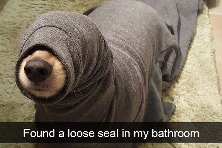 30 Funny Dogs