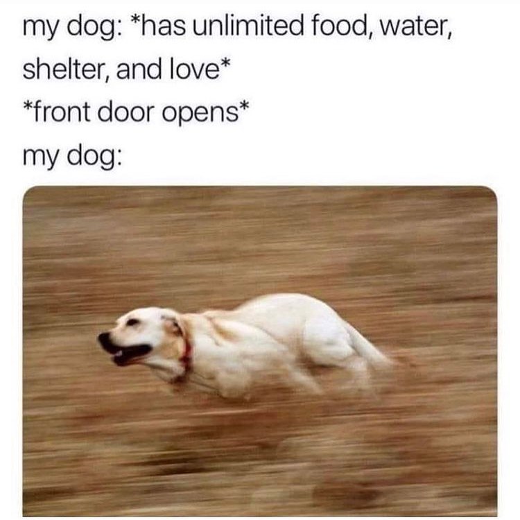 30 Funny Dogs 