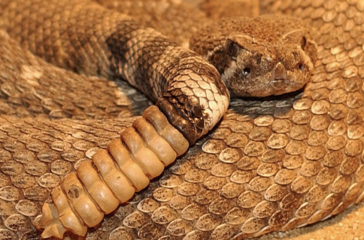 Scientists Say Rattlesnakes Have Devised A Smart Way To Trick Humans