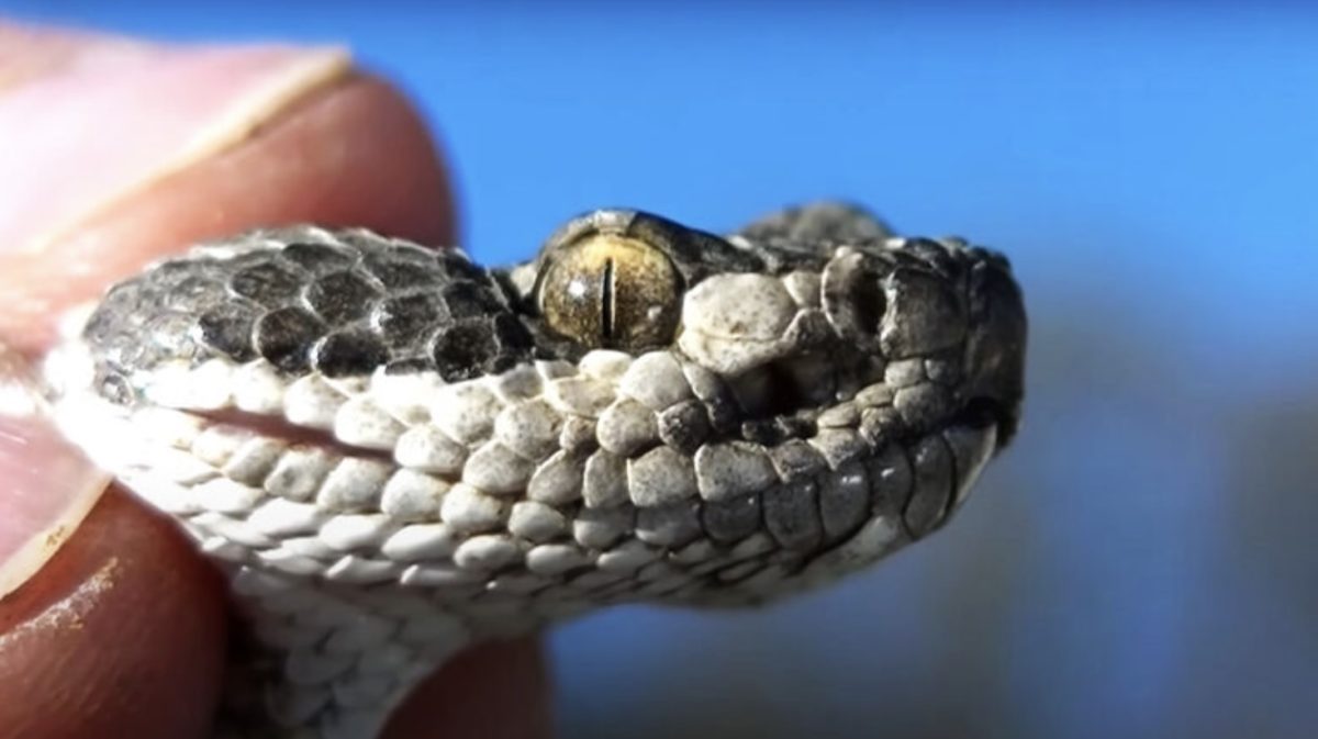 Scientists Say Rattlesnakes Have Devised A Smart Way To Trick Humans