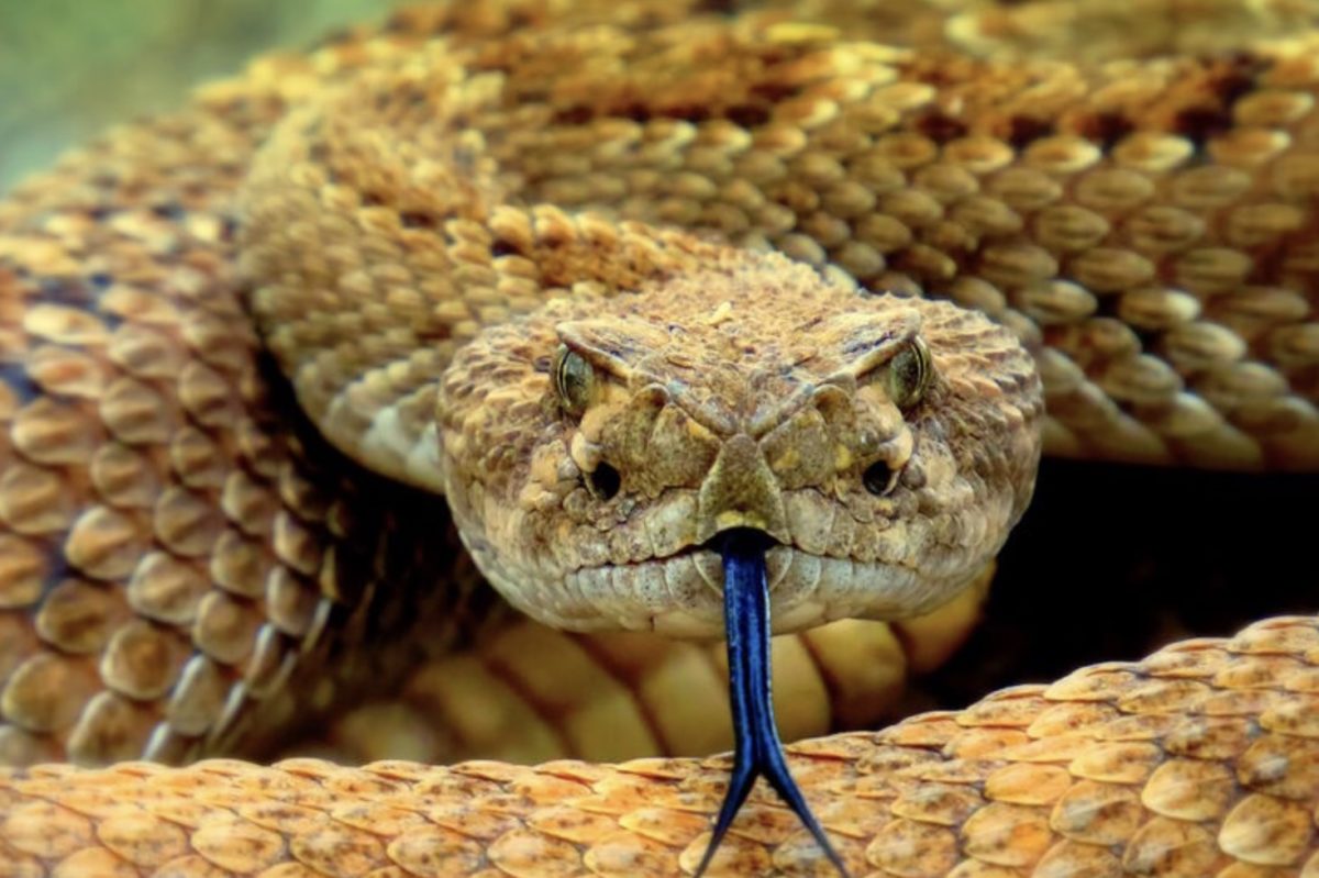 Scientists Say Rattlesnakes Have Devised A Smart Way To Trick Humans