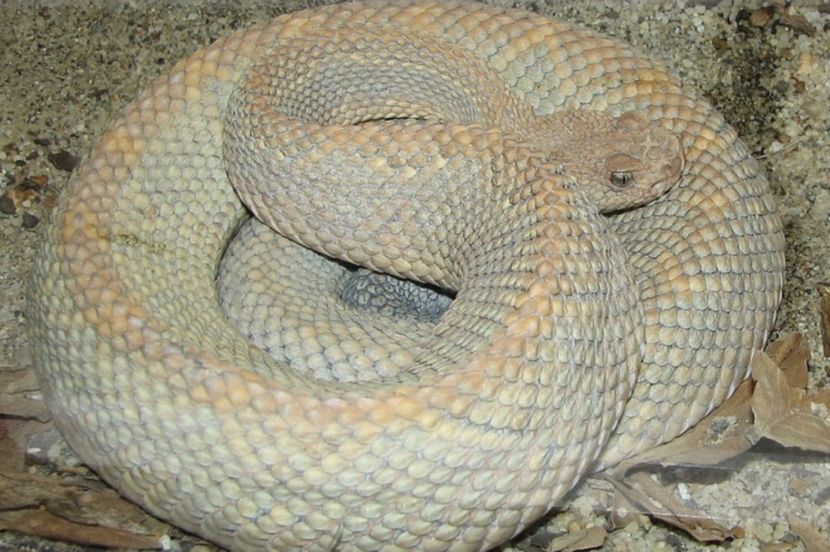 Scientists Say Rattlesnakes Have Devised A Smart Way To Trick Humans