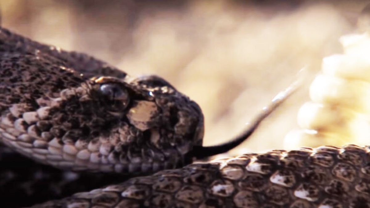 Scientists Say Rattlesnakes Have Devised A Smart Way To Trick Humans