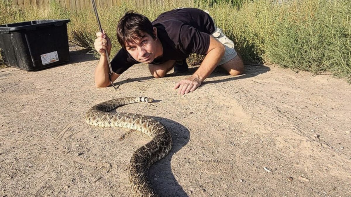 Scientists Say Rattlesnakes Have Devised A Smart Way To Trick Humans