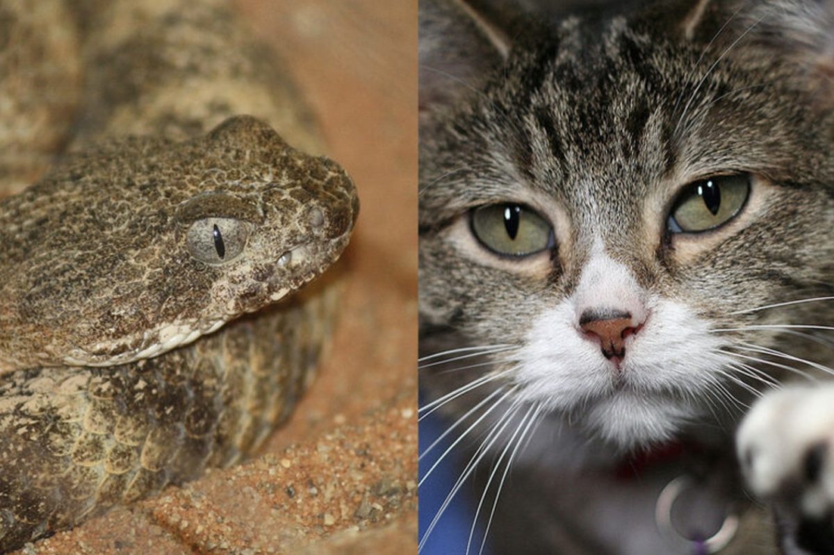 Scientists Say Rattlesnakes Have Devised A Smart Way To Trick Humans