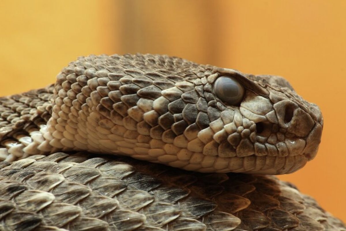 Scientists Say Rattlesnakes Have Devised A Smart Way To Trick Humans