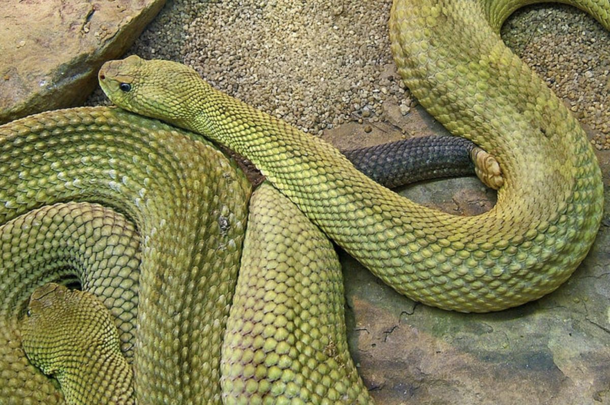 Scientists Say Rattlesnakes Have Devised A Smart Way To Trick Humans