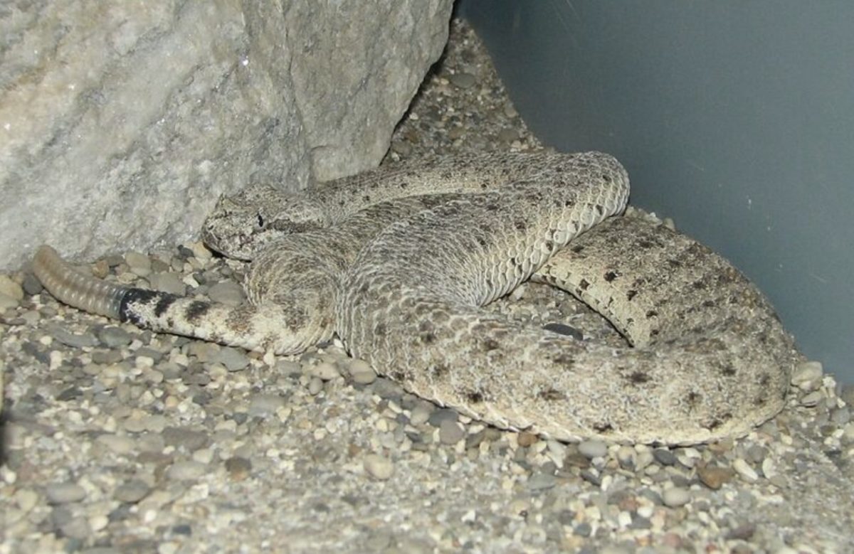 Scientists Say Rattlesnakes Have Devised A Smart Way To Trick Humans