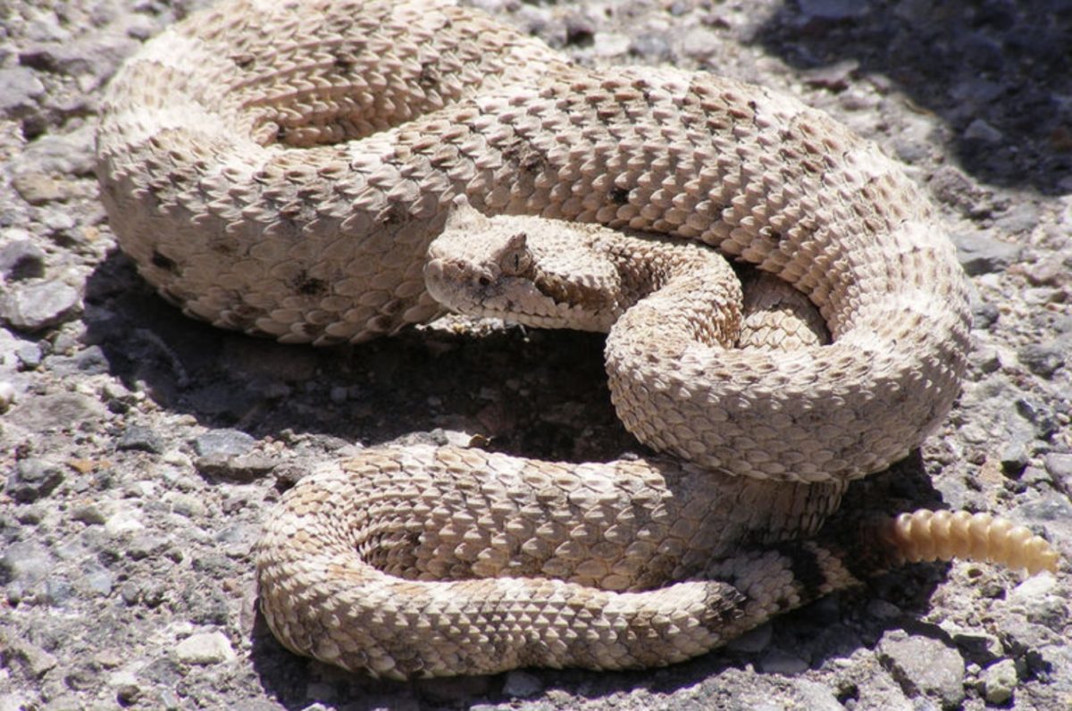 Scientists Say Rattlesnakes Have Devised A Smart Way To Trick Humans