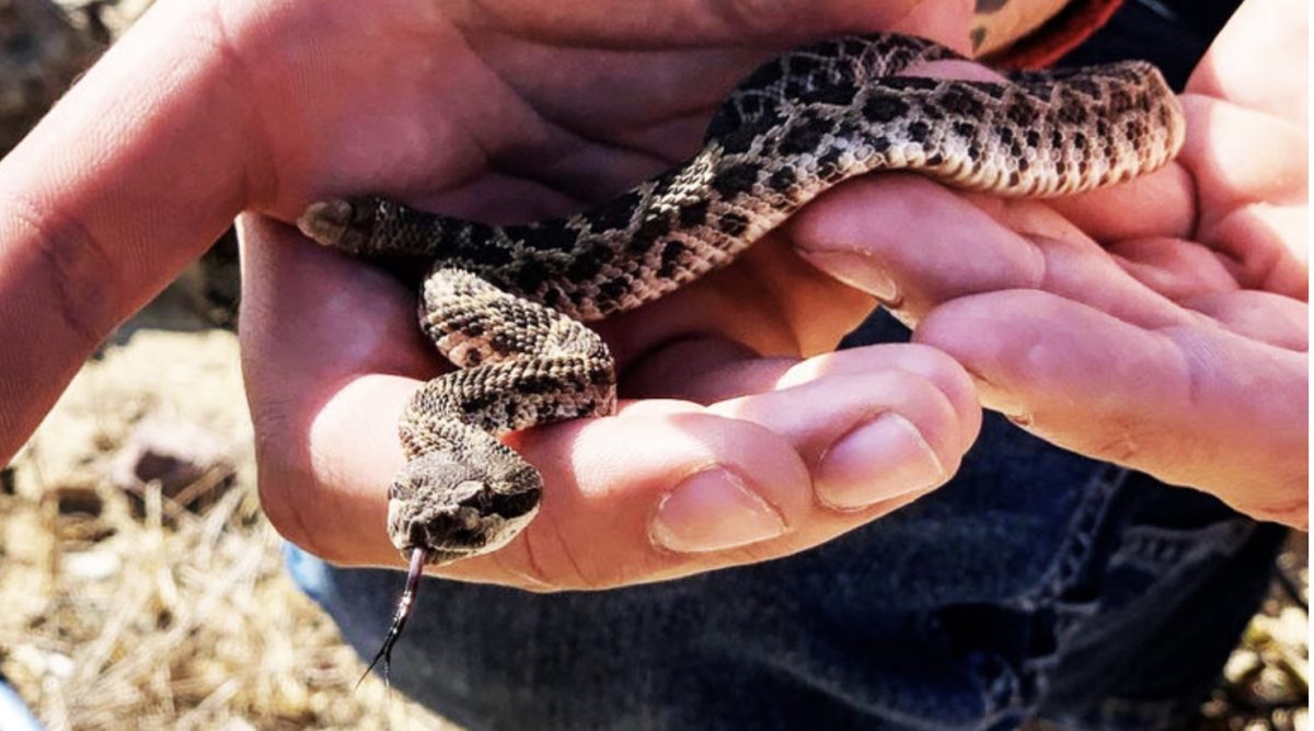 Scientists Say Rattlesnakes Have Devised A Smart Way To Trick Humans