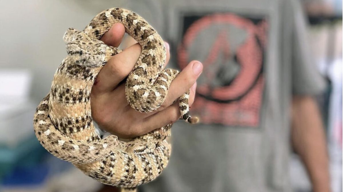 Scientists Say Rattlesnakes Have Devised A Smart Way To Trick Humans | Learn more about the fascinating lives of rattlesnakes.