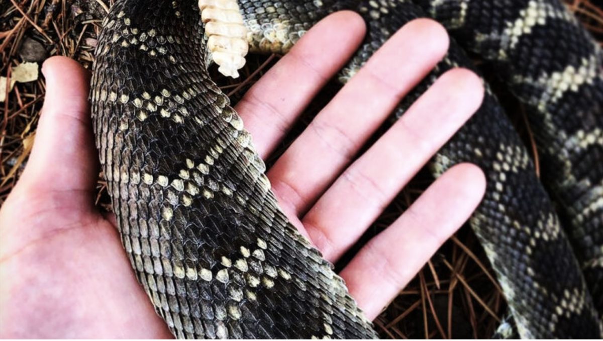 Scientists Say Rattlesnakes Have Devised A Smart Way To Trick Humans | Learn more about the fascinating lives of rattlesnakes.