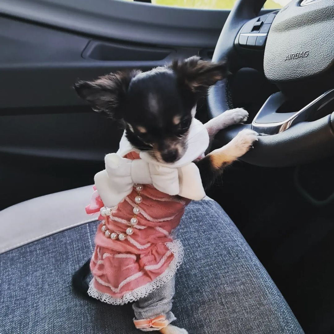 Baby Chihuahua Photos That Are Too Cute for Words