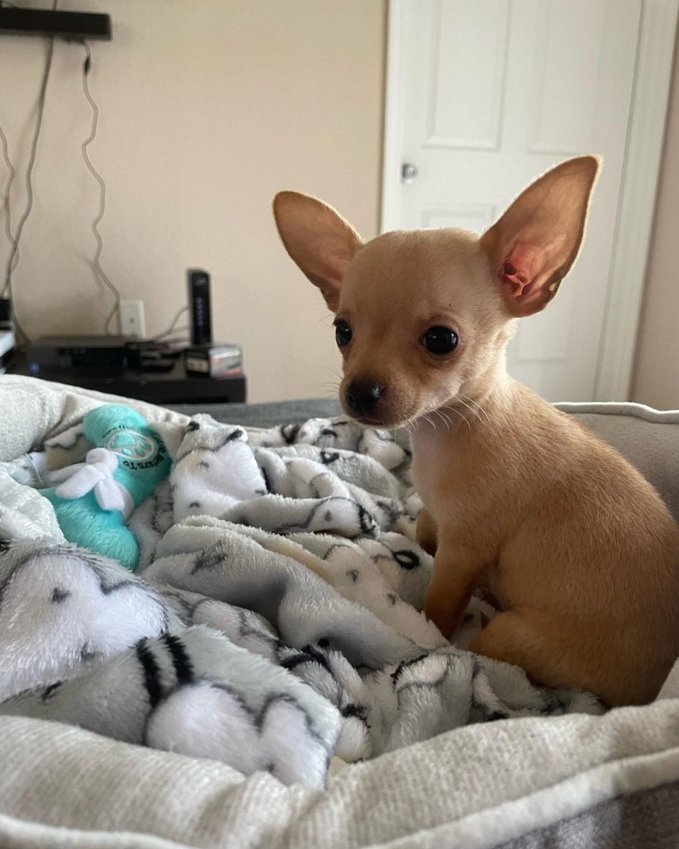 Baby Chihuahua Photos That Are Too Cute for Words