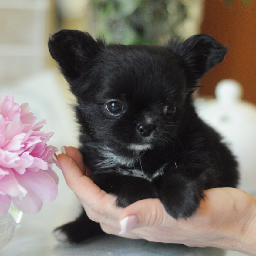 Baby Chihuahua Photos That Are Too Cute for Words