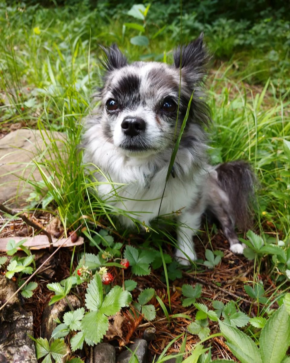 Baby Chihuahua Photos That Are Too Cute for Words