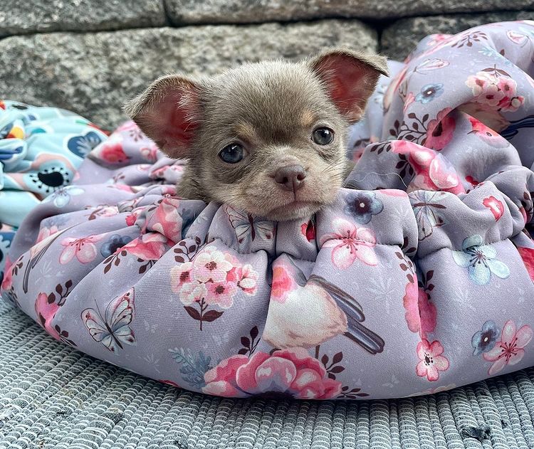 Baby Chihuahua Photos That Are Too Cute for Words