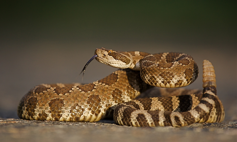 Scientists Say Rattlesnakes Have Devised A Smart Way To Trick Humans