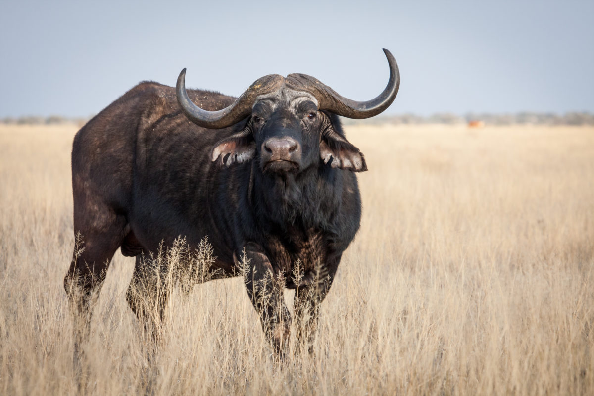 Cowboy’s Historic Forgotten Discovery That Carries An Unjust Explanation Behind It