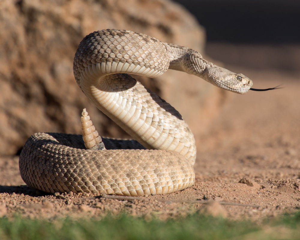 Scientists Say Rattlesnakes Have Devised A Smart Way To Trick Humans | Learn more about the fascinating lives of rattlesnakes.