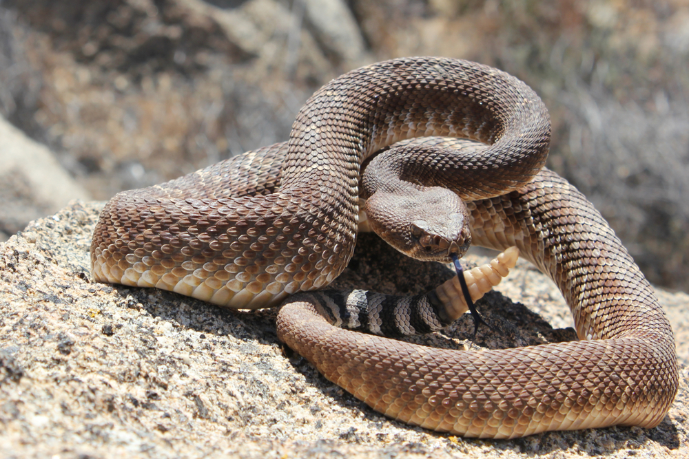 Scientists Say Rattlesnakes Have Devised A Smart Way To Trick Humans | Learn more about the fascinating lives of rattlesnakes.