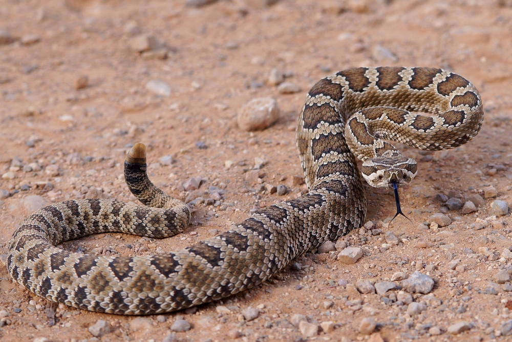 Scientists Say Rattlesnakes Have Devised A Smart Way To Trick Humans | Learn more about the fascinating lives of rattlesnakes.