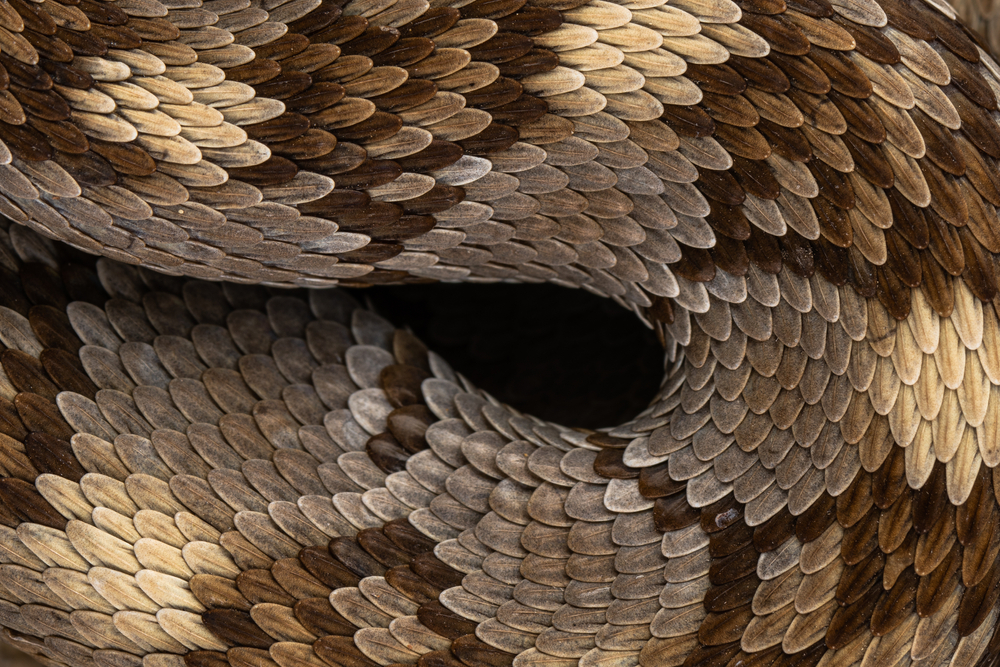 Scientists Say Rattlesnakes Have Devised A Smart Way To Trick Humans