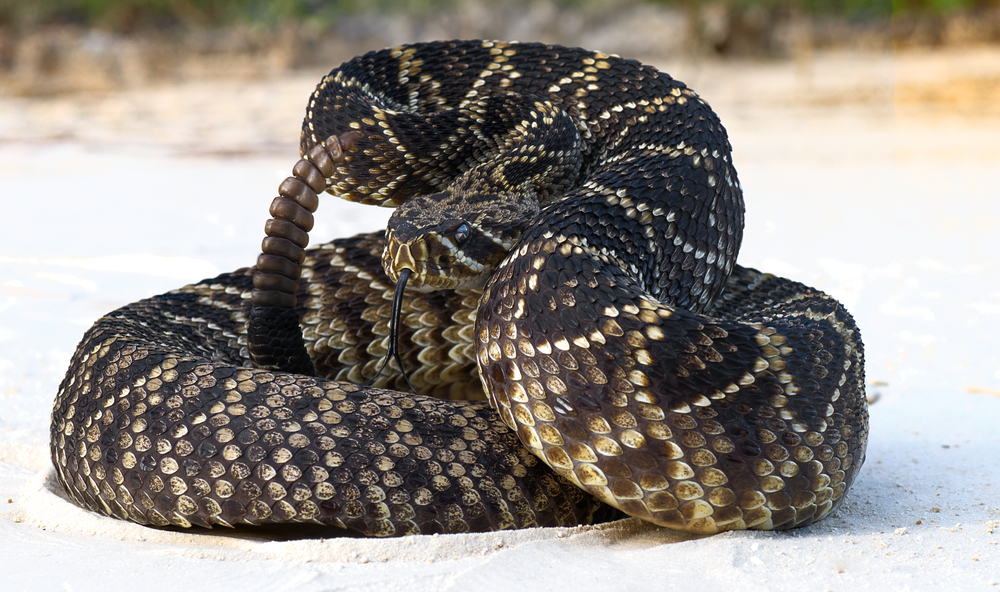 Scientists Say Rattlesnakes Have Devised A Smart Way To Trick Humans