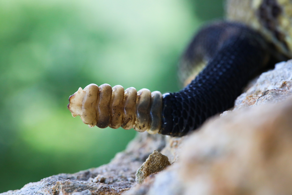 Scientists Say Rattlesnakes Have Devised A Smart Way To Trick Humans | Learn more about the fascinating lives of rattlesnakes.