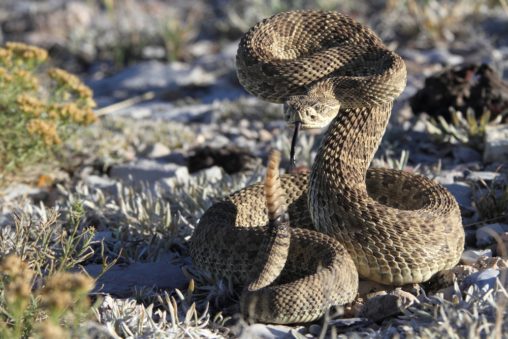 Scientists Say Rattlesnakes Have Devised A Smart Way To Trick Humans