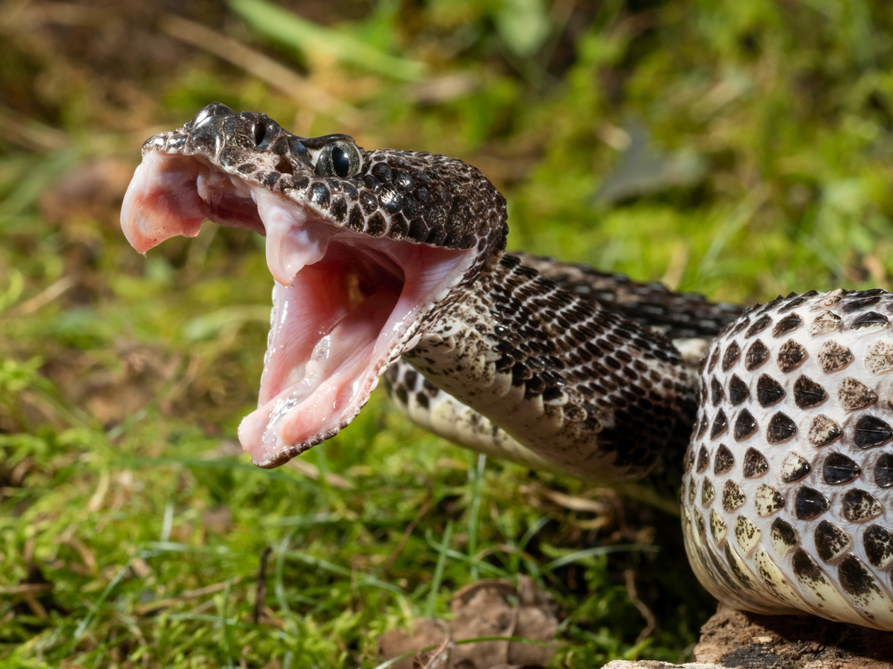 Scientists Say Rattlesnakes Have Devised A Smart Way To Trick Humans | Learn more about the fascinating lives of rattlesnakes.