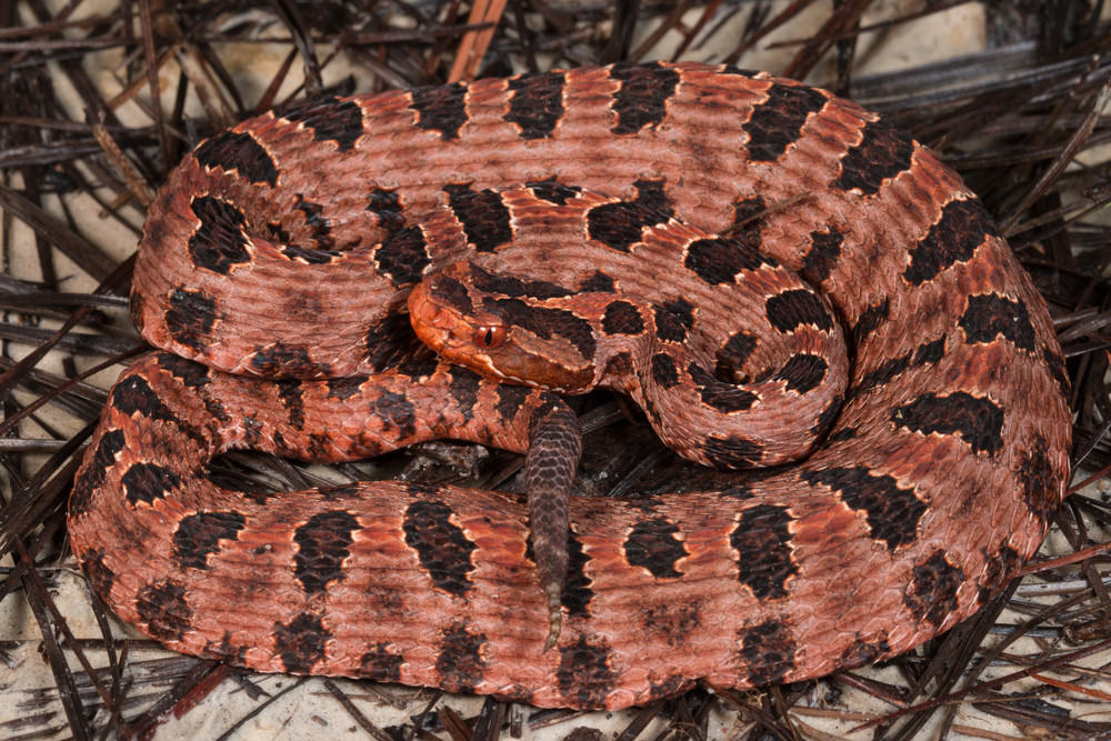 Scientists Say Rattlesnakes Have Devised A Smart Way To Trick Humans | Learn more about the fascinating lives of rattlesnakes.