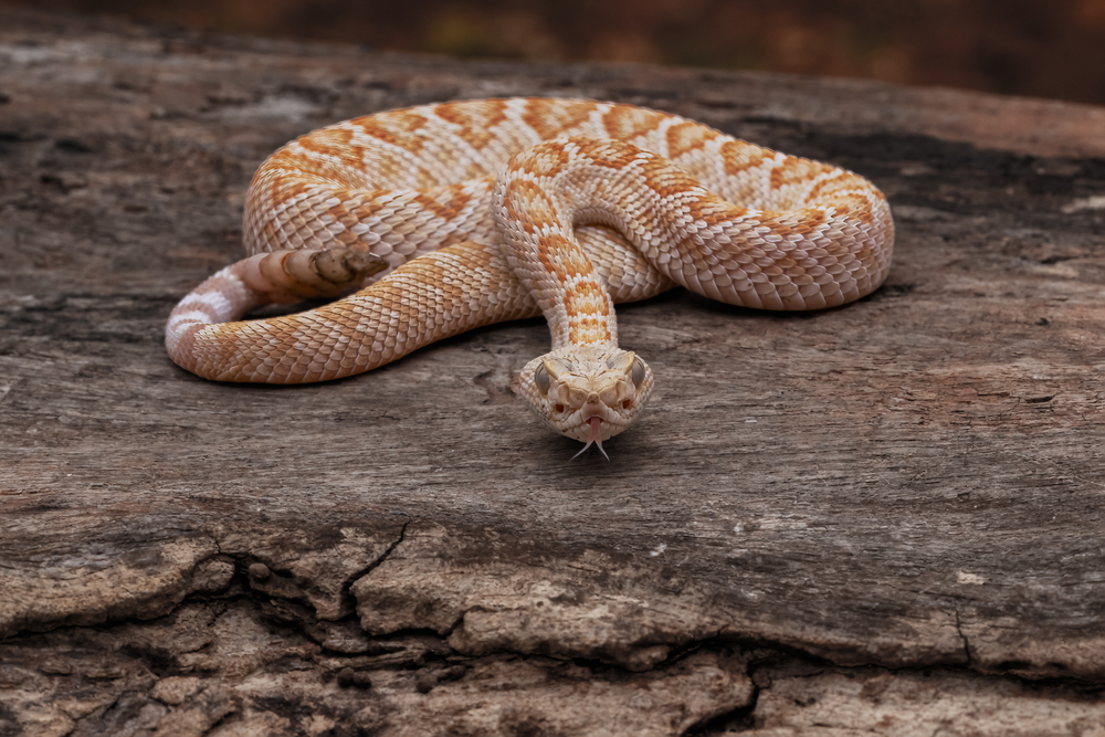 Scientists Say Rattlesnakes Have Devised A Smart Way To Trick Humans