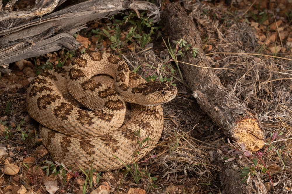 Scientists Say Rattlesnakes Have Devised A Smart Way To Trick Humans