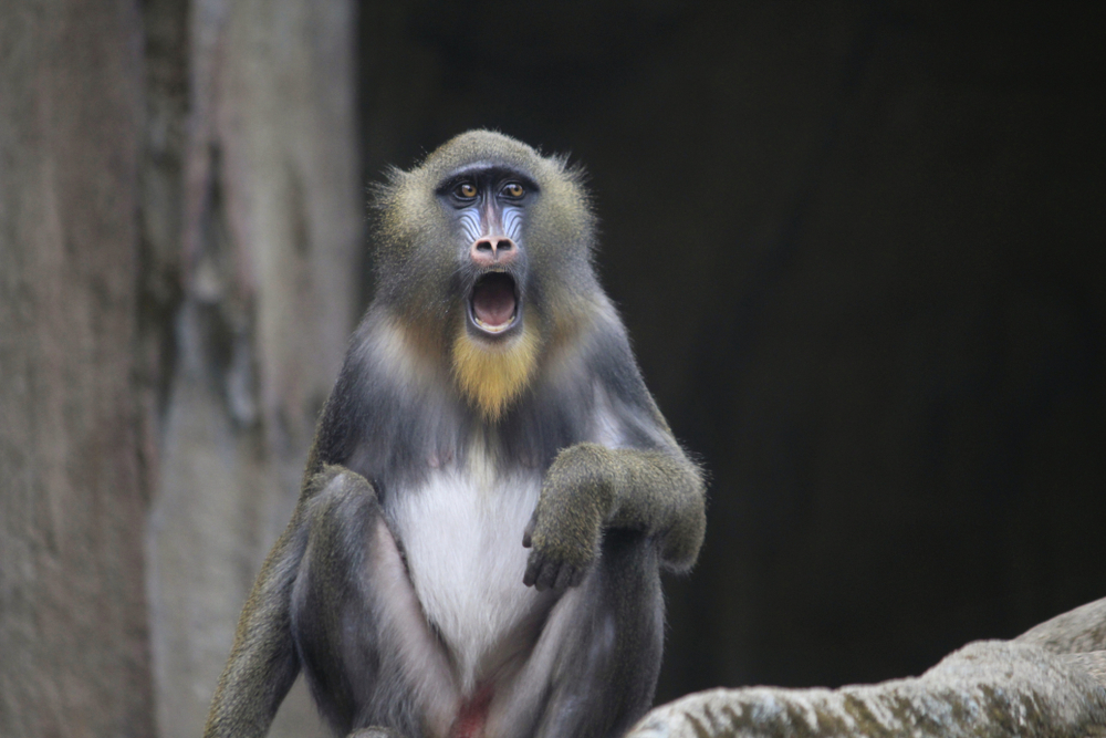 Why Do We Yawn?