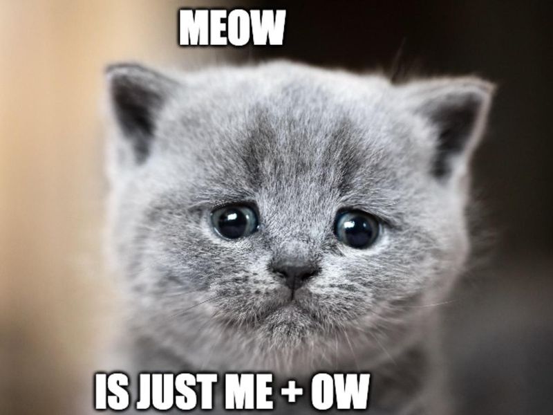 Crying Cat Meme