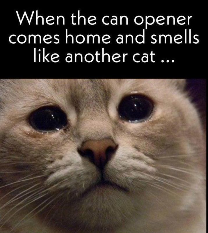 Crying Cat Meme