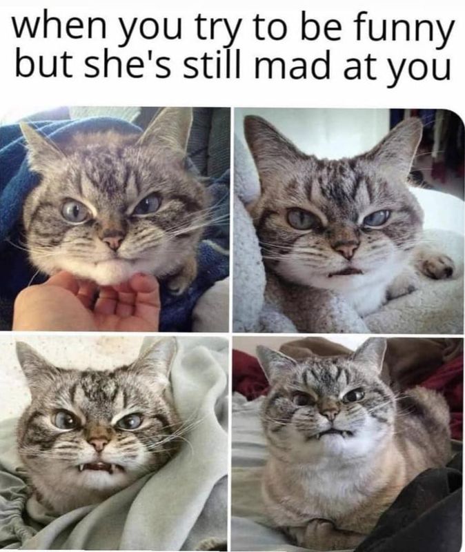 Crying Cat Meme