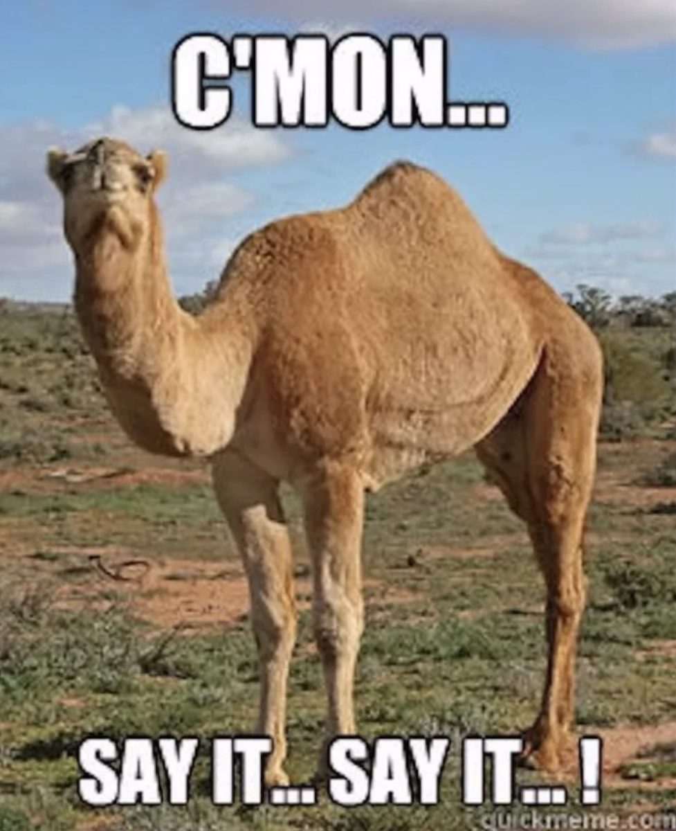 Hump Day Memes 