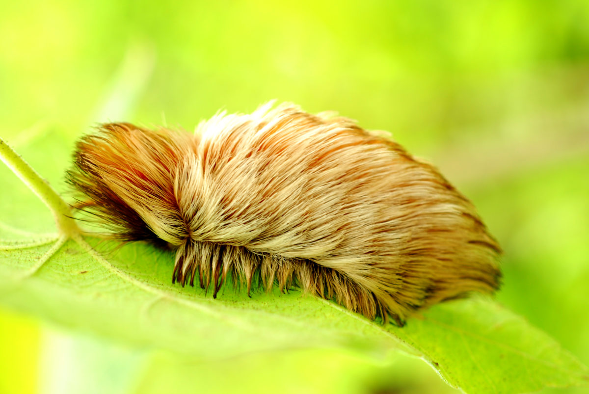 What You and Your Kids Show Know About These Fluffly Caterpillars