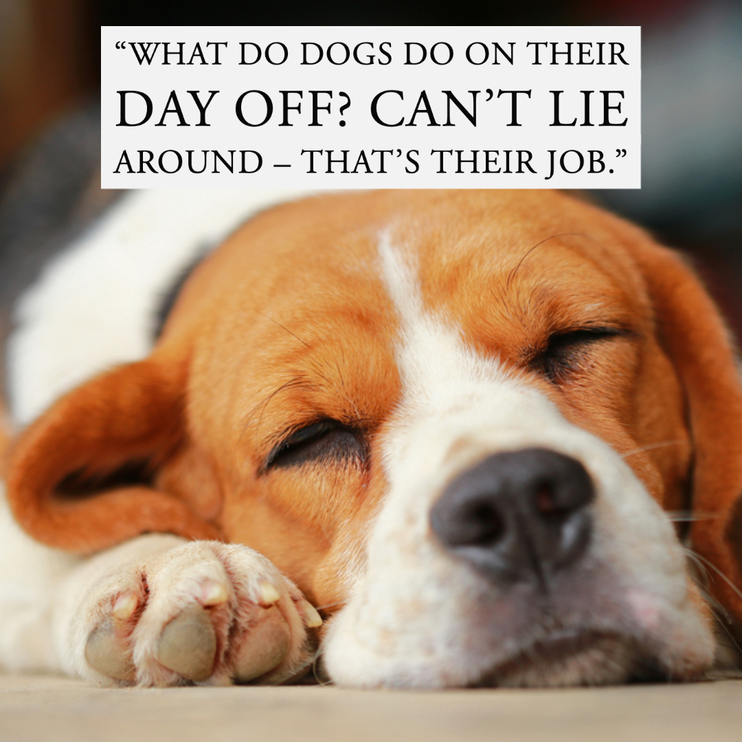 Quotes About Dogs