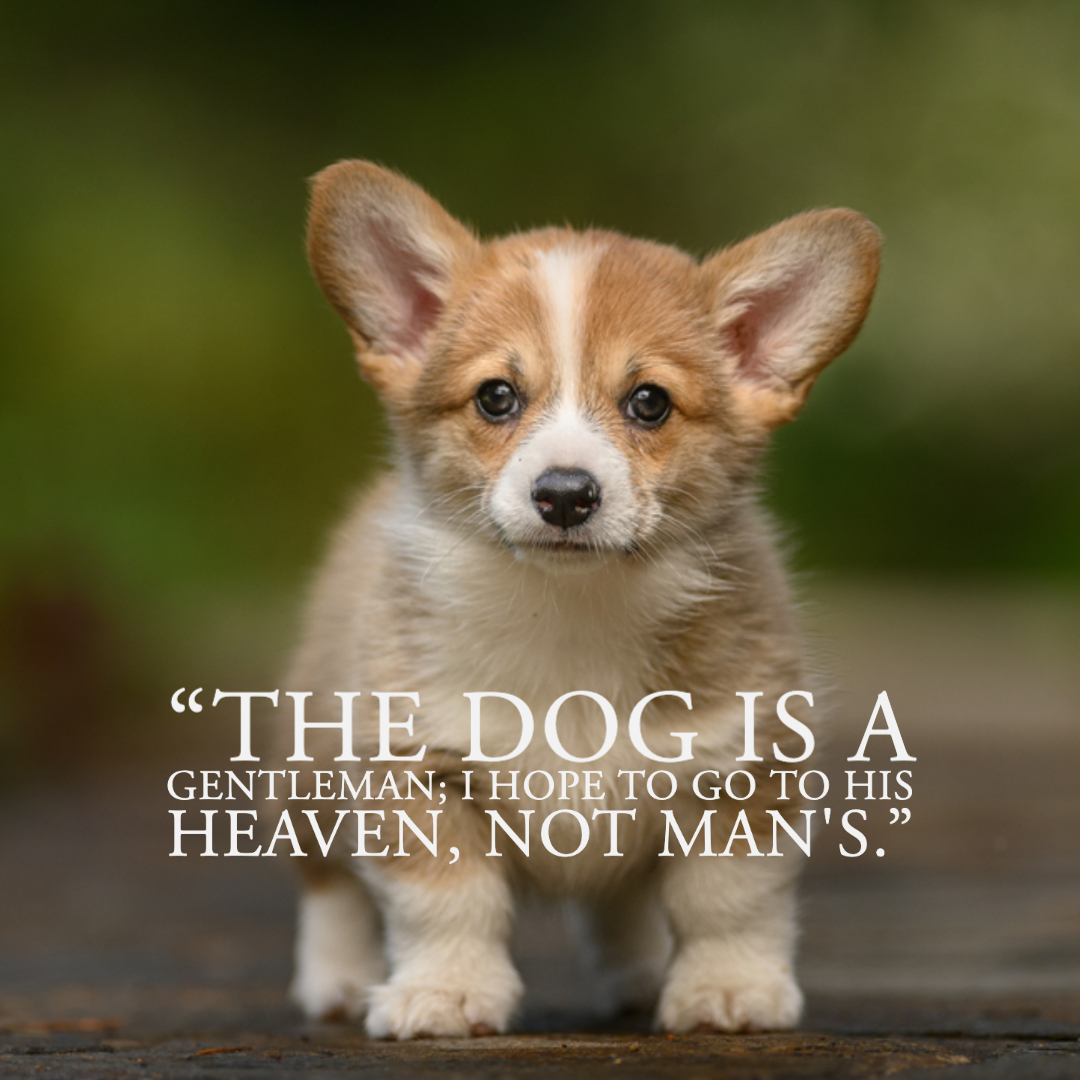 Quotes About Dogs