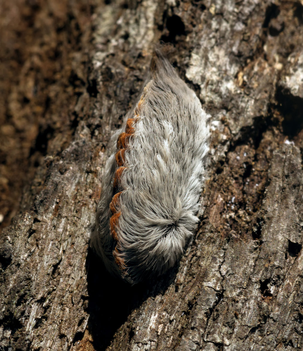 What You and Your Kids Show Know About These Fluffly Caterpillars