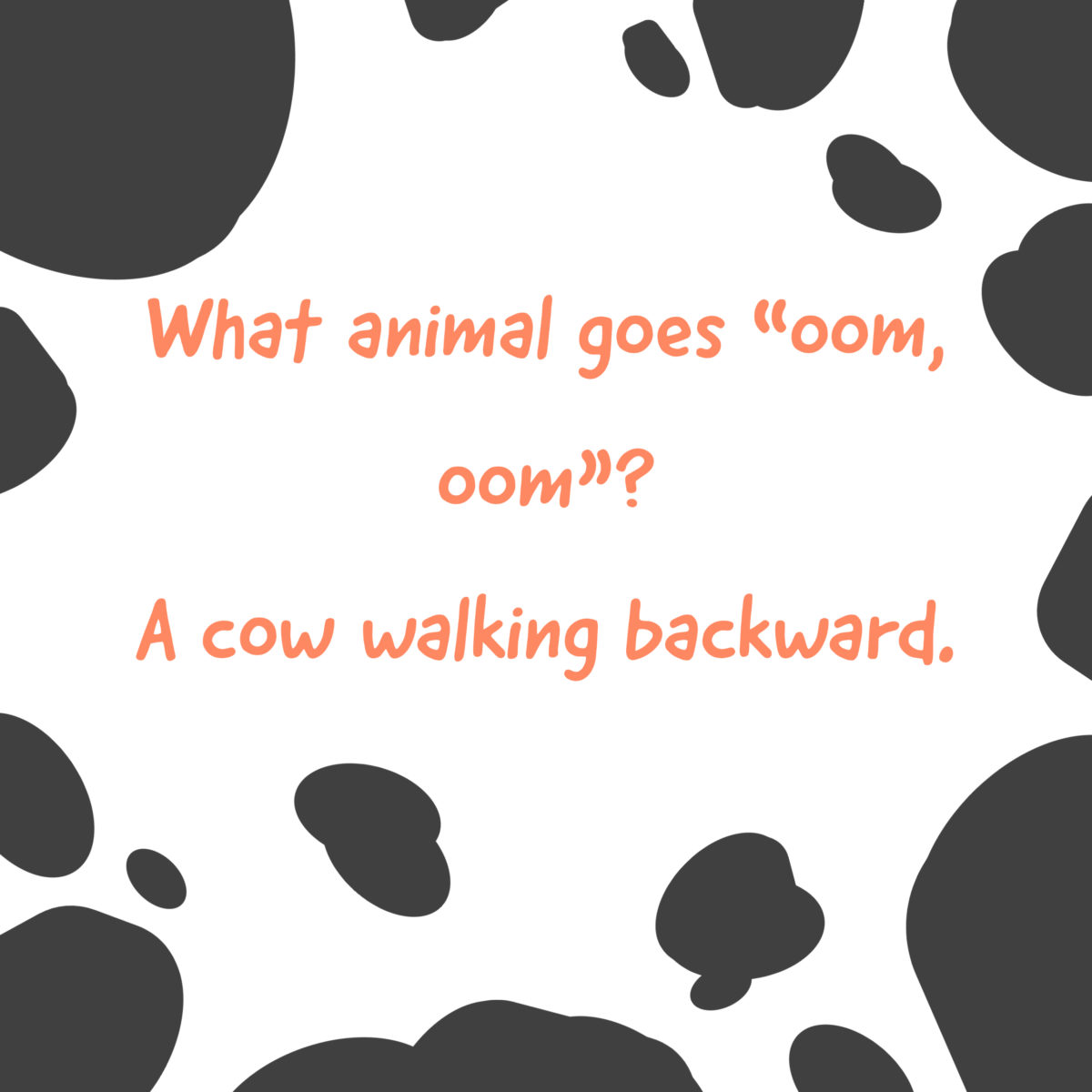 Cow Jokes