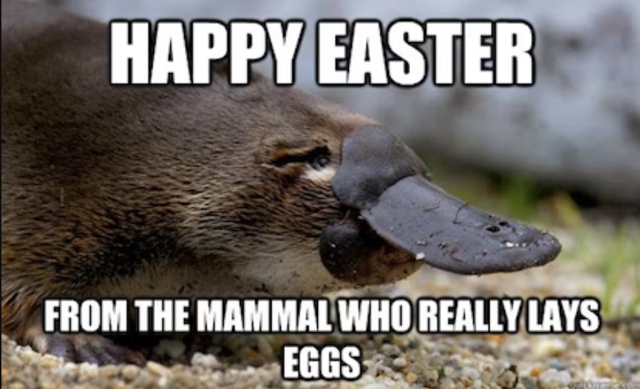 Easter Memes