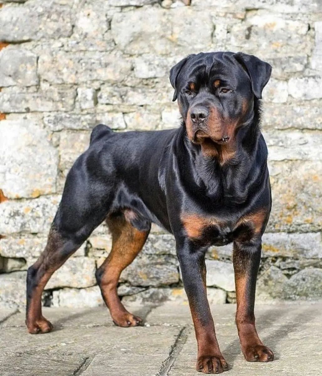 Most Popular Dog Breeds