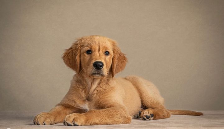 Most Popular Dog Breeds